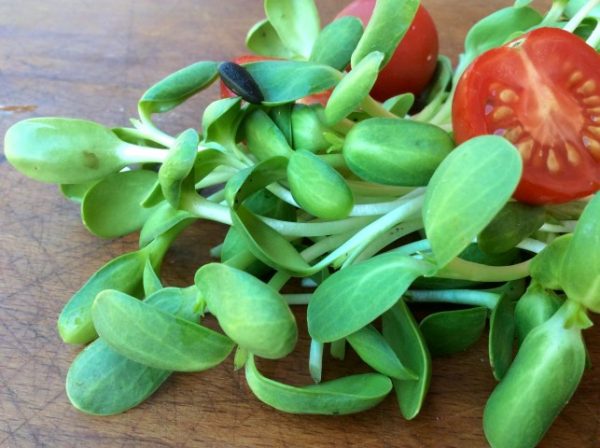 Sunflower Sprouts per 100g